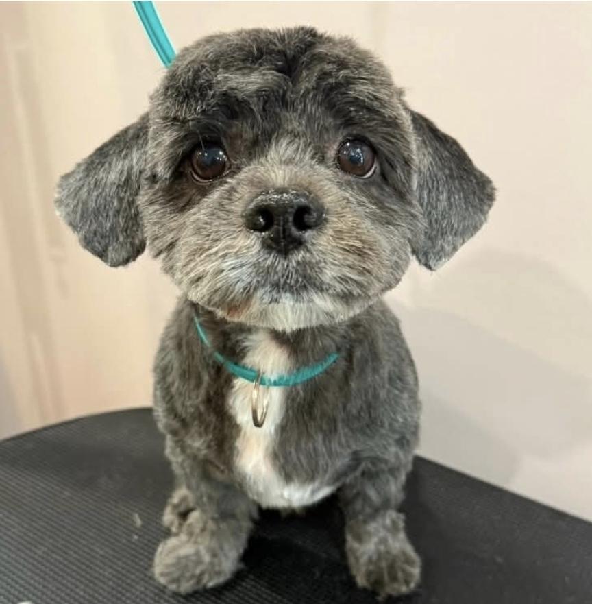 Billy, ADOPTABLE, Adult Male Shih Tzu.