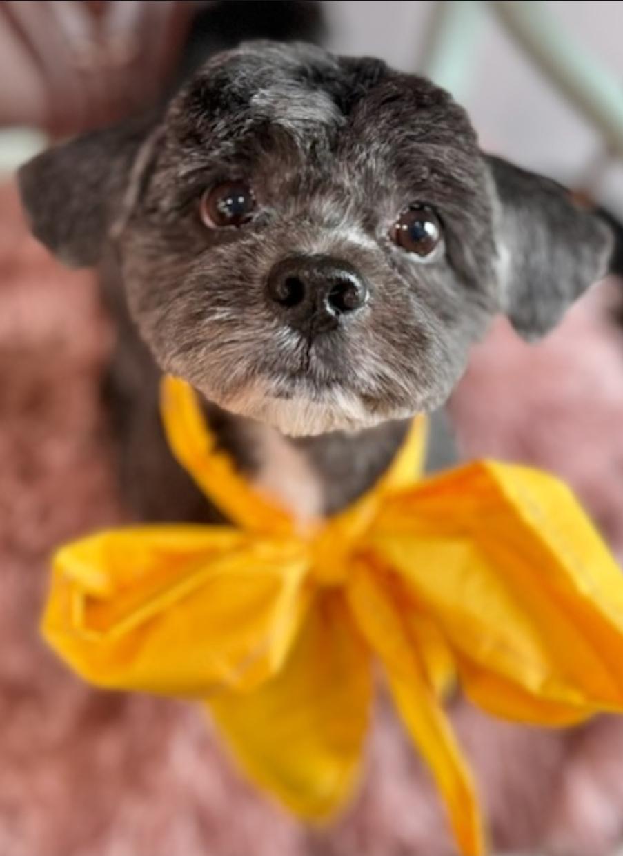 Enlarge Billy, a ADOPTABLE mixed breed in Toronto, ON image 2/6