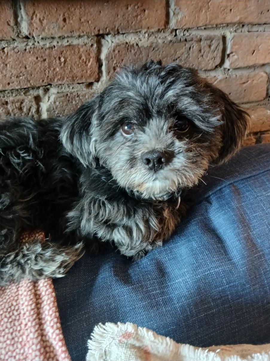 Enlarge Billy, a ADOPTABLE mixed breed in Toronto, ON image 5/6