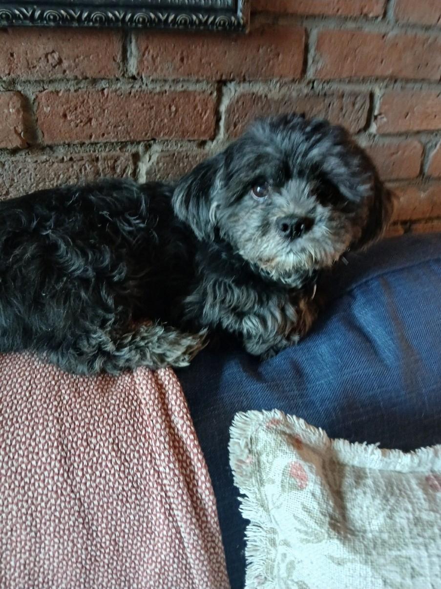 Enlarge Billy, a ADOPTABLE mixed breed in Toronto, ON image 6/6
