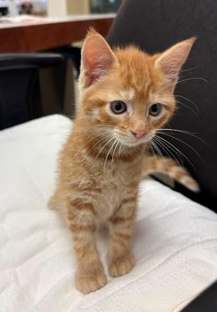 Enlarge Cowboy, a Adopted Domestic Short Hair in Mason City, IA image 4/4