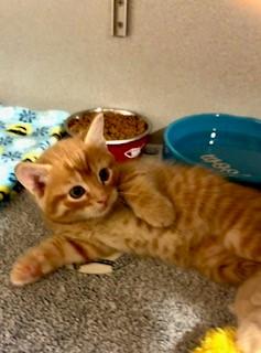 Enlarge Cowboy, a Adopted Domestic Short Hair in Mason City, IA image 2/4