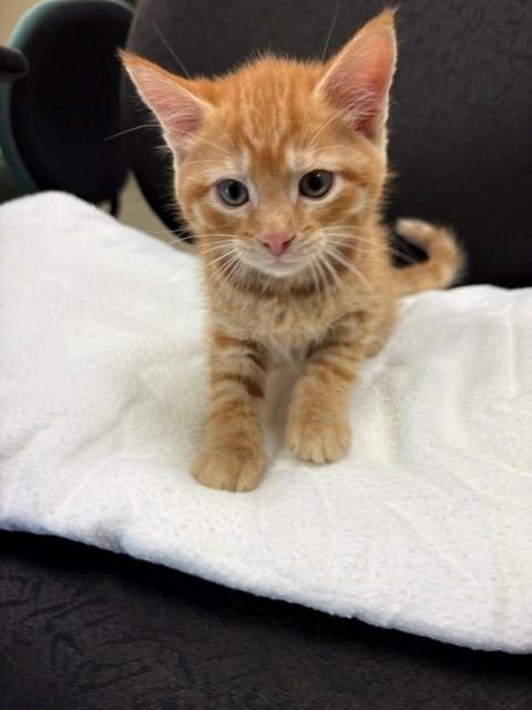 Enlarge Cowboy, a Adopted Domestic Short Hair in Mason City, IA image 3/4