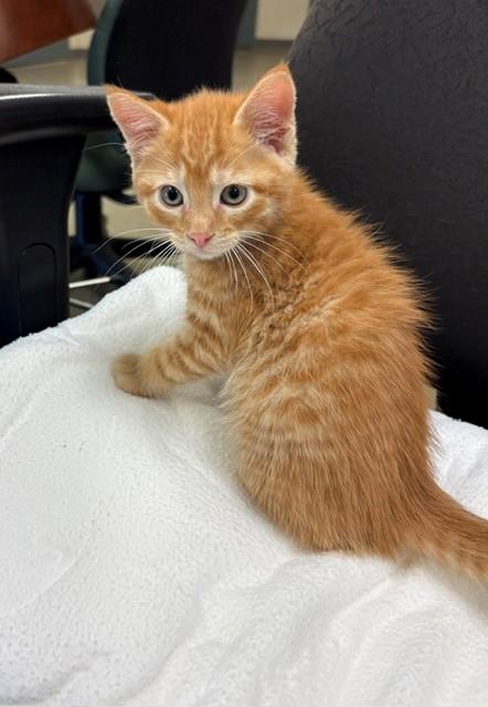 Cowboy, Adopted, Kitten Male Domestic Short Hair.