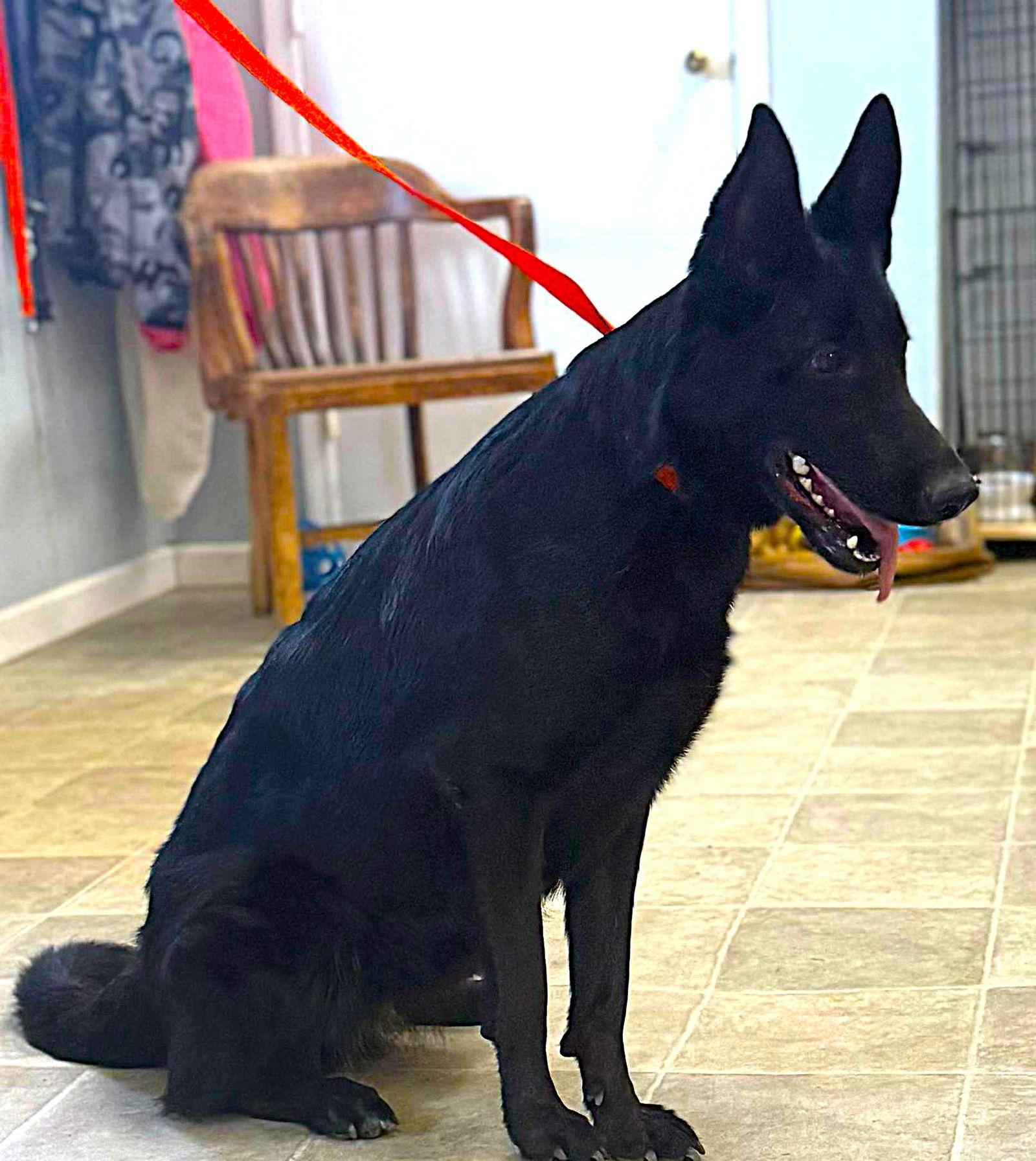 Enlarge Pepper-12mnths Sweet Girl! Housetrained $425, a Adoptable German Shepherd Dog in Holly Hill, SC image 1/2