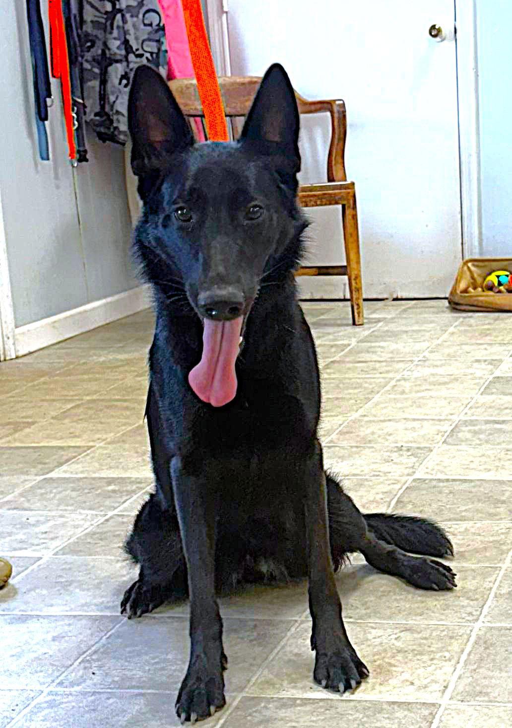 Enlarge Pepper-12mnths Sweet Girl! Housetrained $425, a Adoptable German Shepherd Dog in Holly Hill, SC image 2/2