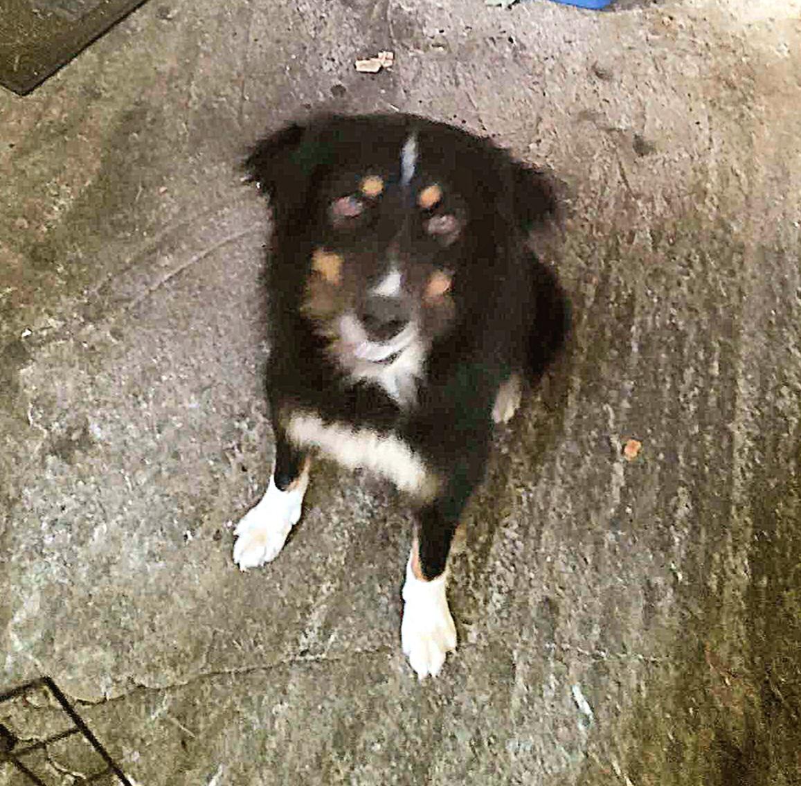 Sadie, Young Female unknown