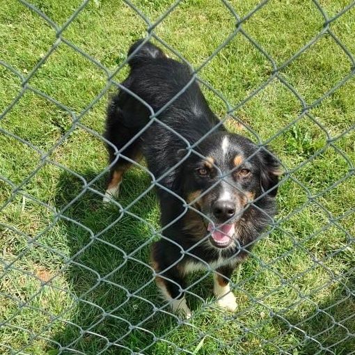 Sadie photo 2