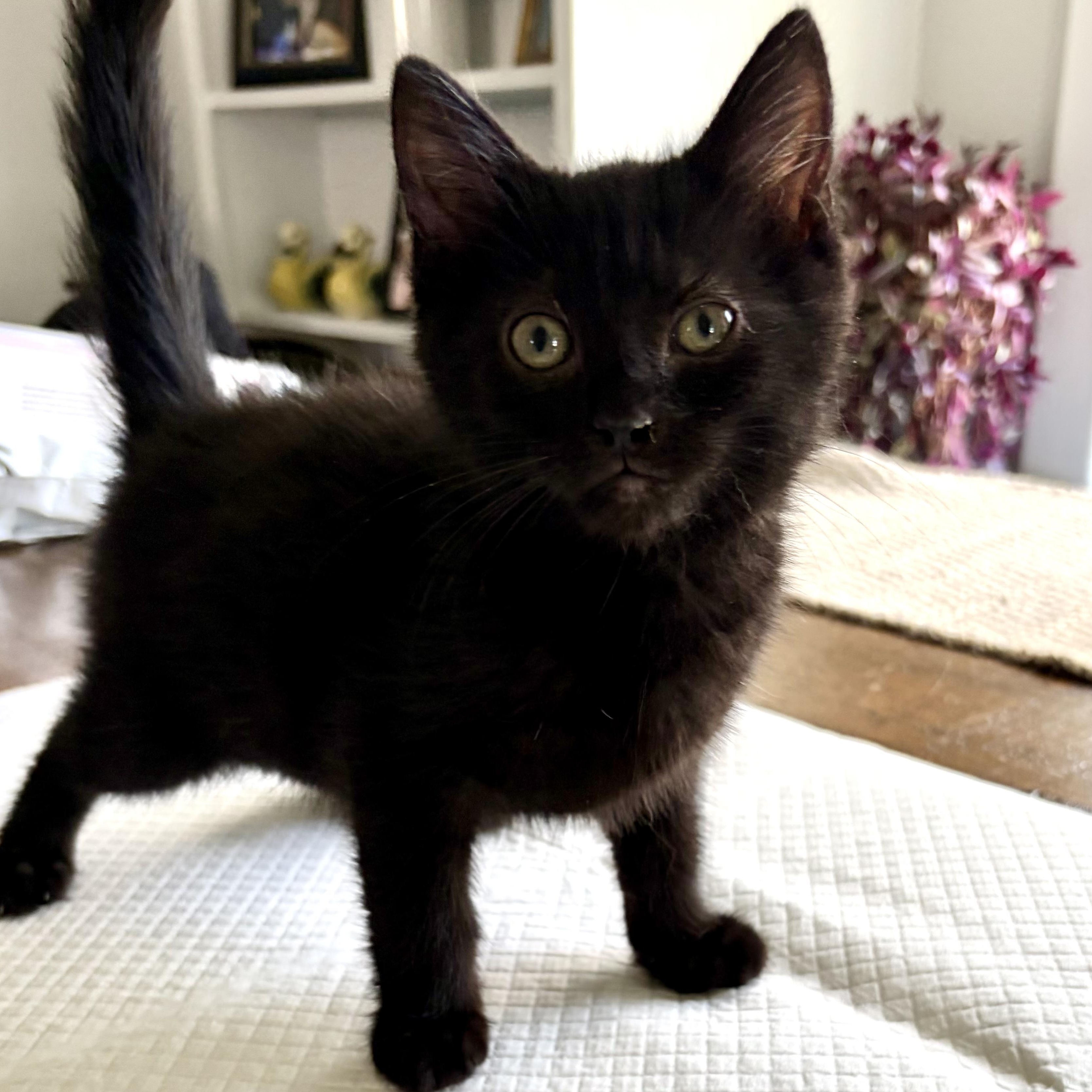 Enlarge Nelly, a Adoptable Domestic Short Hair in East Amherst, NY image 2/3