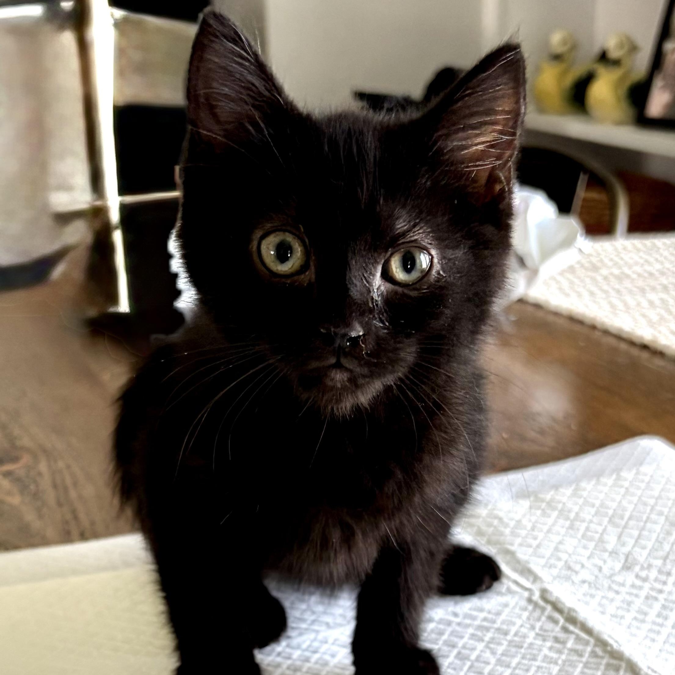 Enlarge Nelly, a Adoptable Domestic Short Hair in East Amherst, NY image 3/3