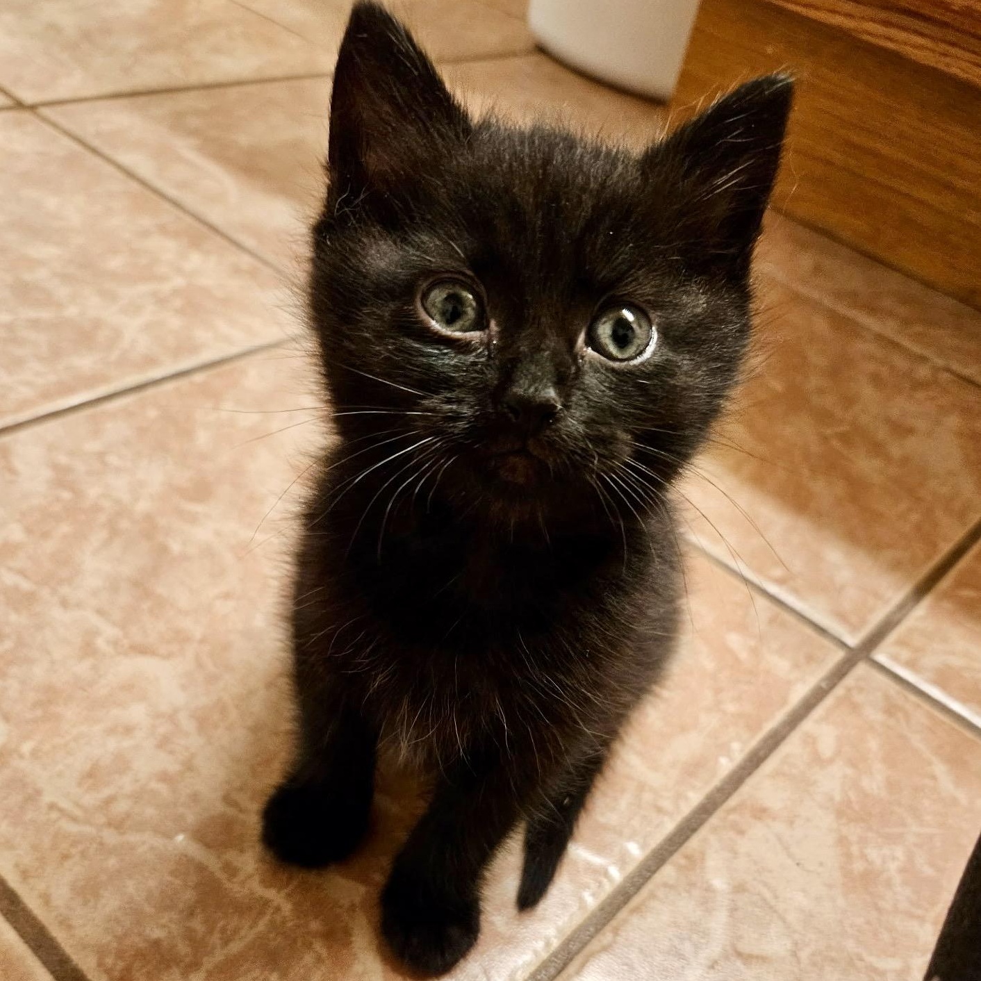 Nelly, Adoptable, Kitten Female Domestic Short Hair.