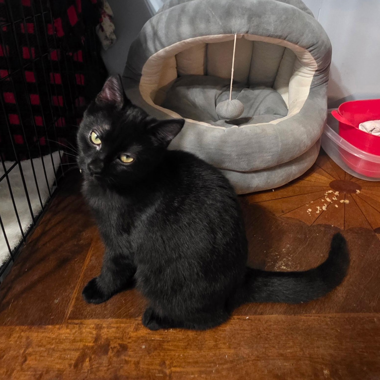 Enlarge Nelly, a Adoptable Domestic Short Hair in East Amherst, NY image 3/3