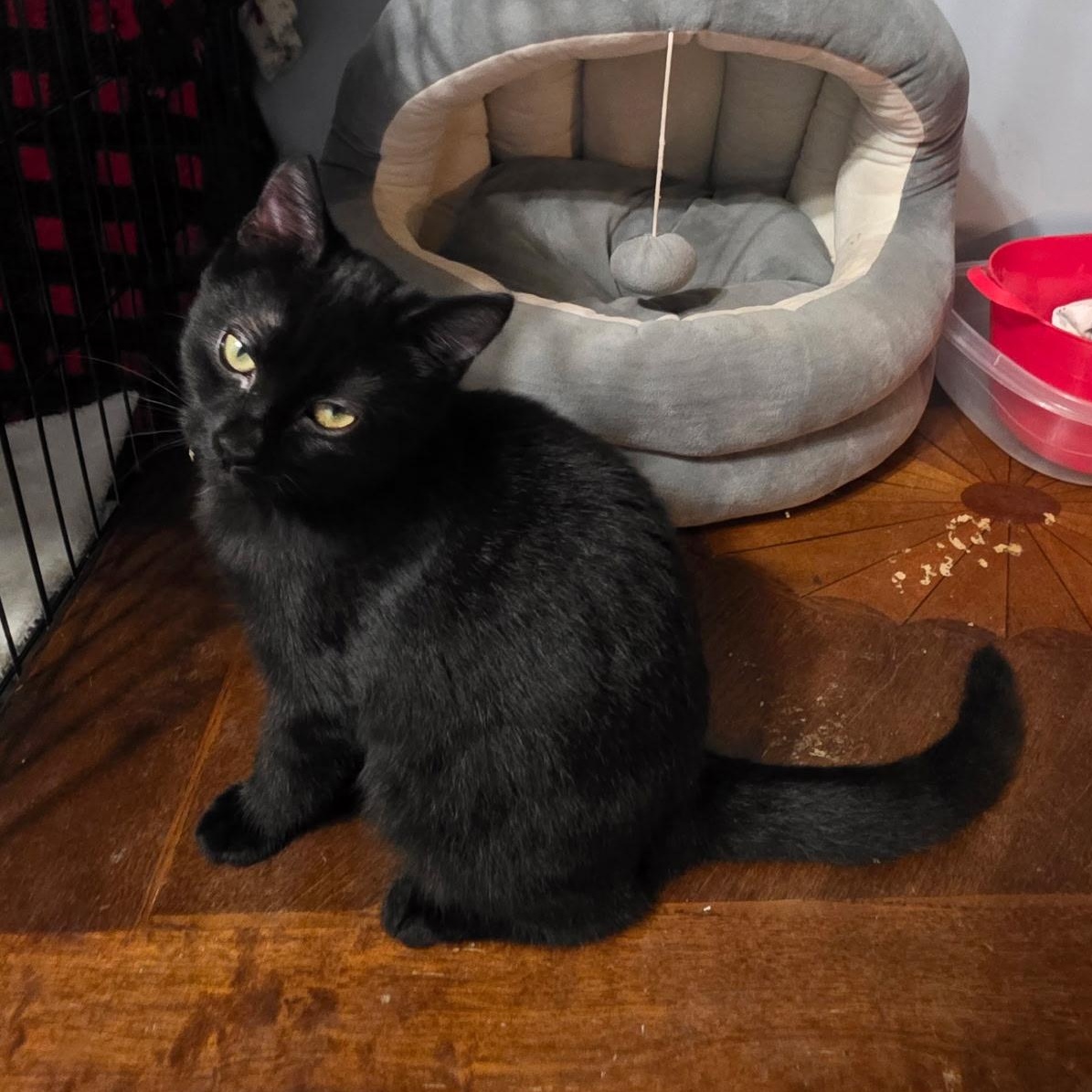 Enlarge Nelly, a Adoptable Domestic Short Hair in East Amherst, NY image 2/3