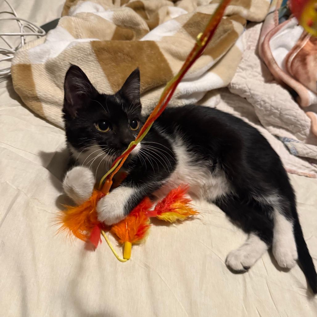 Enlarge Freeman, a Adoptable Domestic Short Hair in Jasper, IN image 1/1