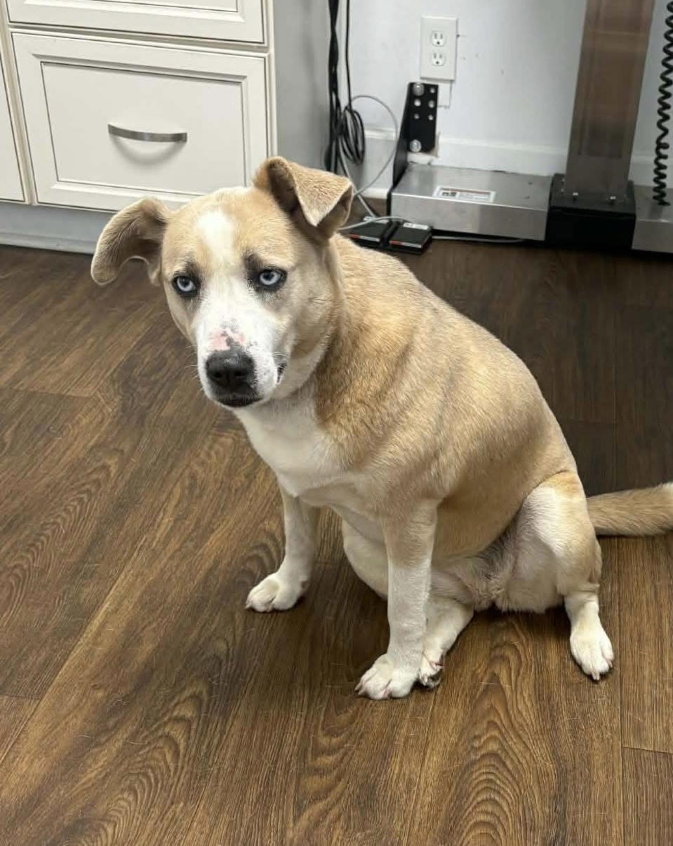 Daisy, a ADOPTABLE mixed breed in grant, AL image 1/3