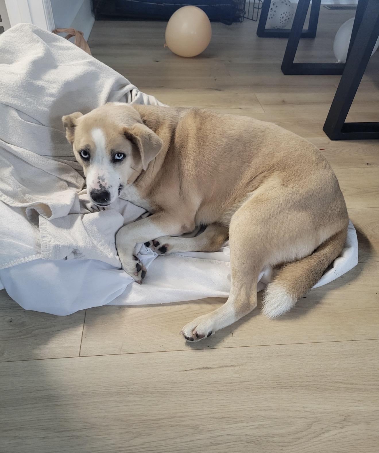 Daisy, a ADOPTABLE mixed breed in grant, AL image 2/3