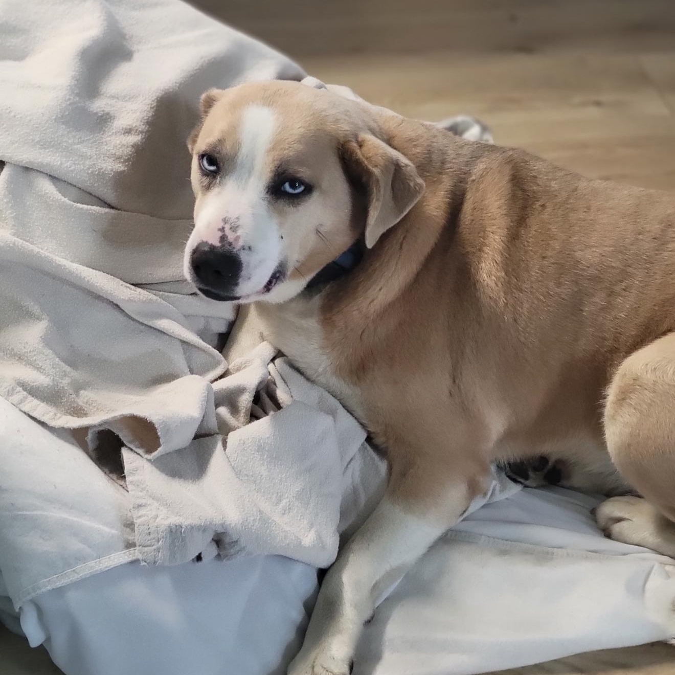 Daisy, a ADOPTABLE mixed breed in grant, AL image 3/3