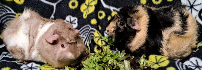 Lulu, Adoptable, Adult Female Abyssinian.