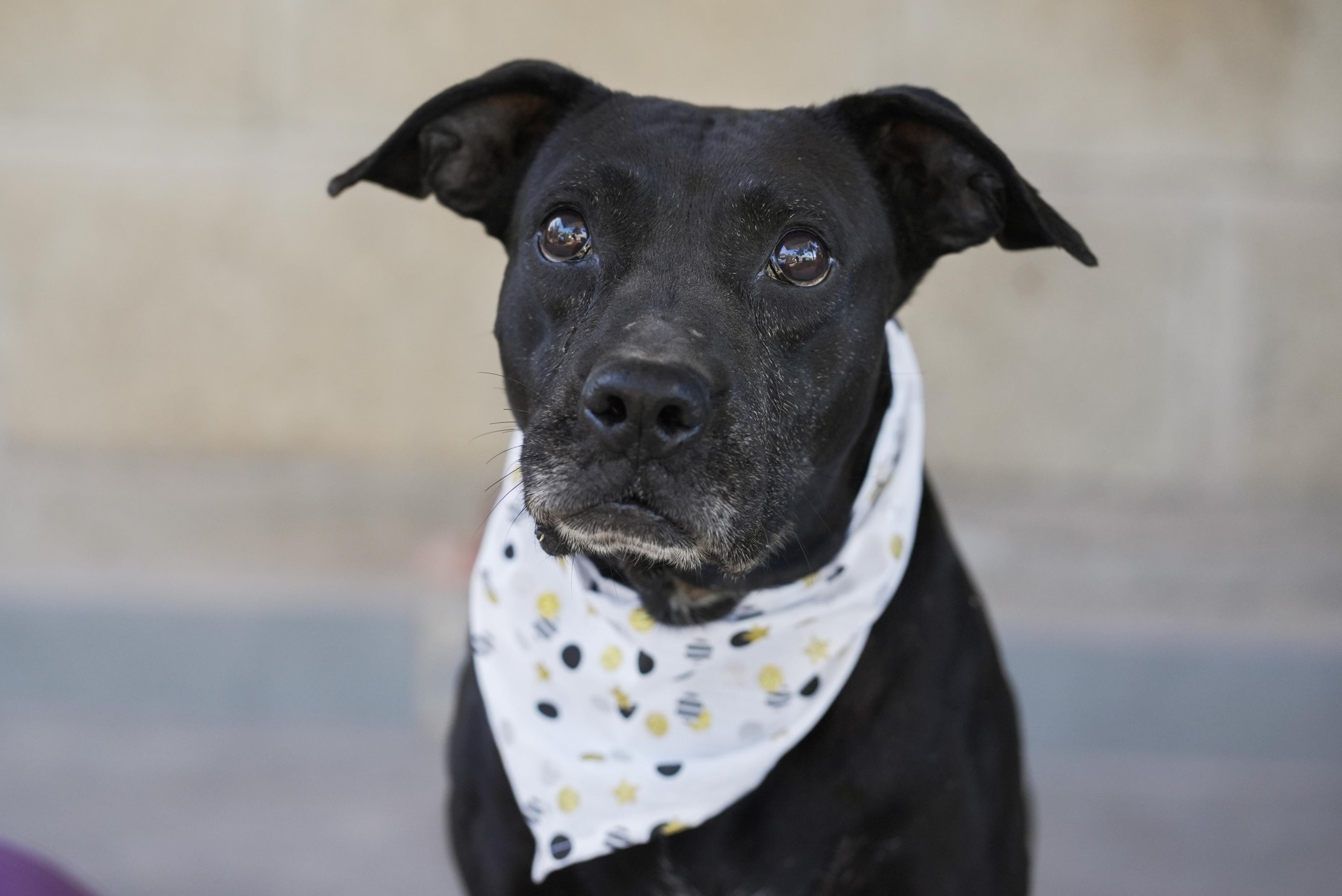 Enlarge Yesenia, a Adoptable mixed breed in Victoria, BC image 1/6