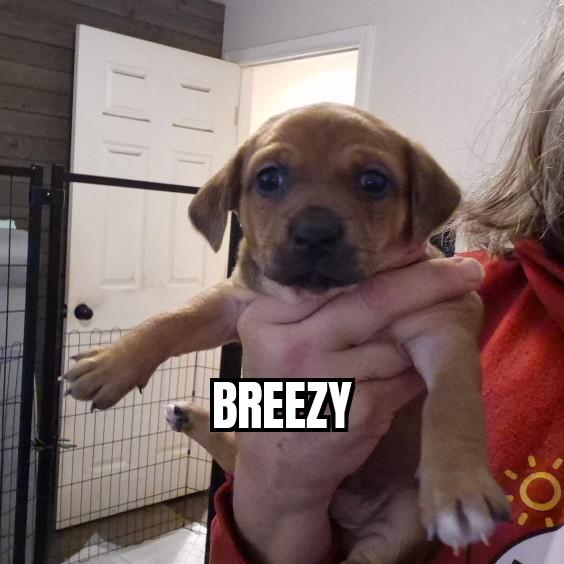 Enlarge Breezy, a ADOPTABLE mixed breed in Tacoma, WA image 1/1