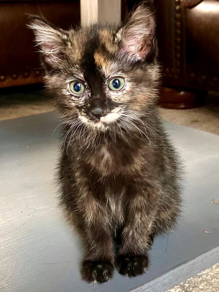 Maggie, Adoptable, Kitten Female Manx.