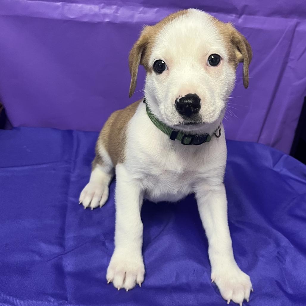 Mooky, Adoptable, Puppy Male Hound & Mixed Breed.