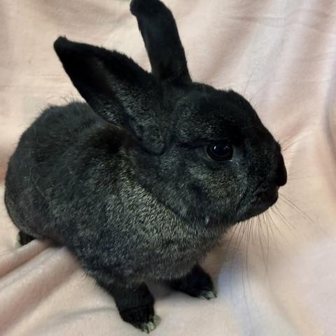 Enlarge Natalia, a Adoptable Bunny Rabbit in Westerville, OH image 2/5