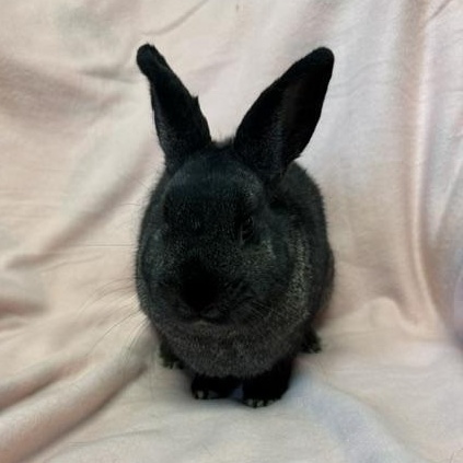 Enlarge Natalia, a Adoptable Bunny Rabbit in Westerville, OH image 5/5