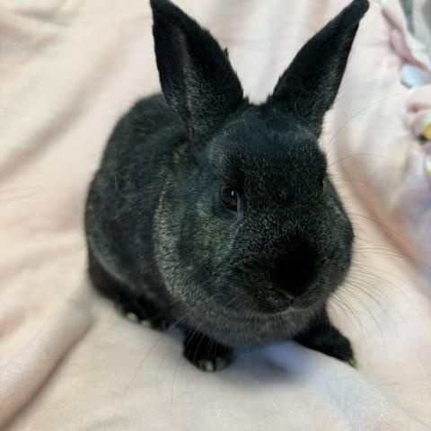 Enlarge Natalia, a Adoptable Bunny Rabbit in Westerville, OH image 1/5