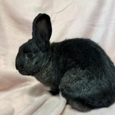 Enlarge Natalia, a Adoptable Bunny Rabbit in Westerville, OH image 3/5