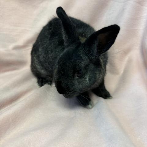 Enlarge Natalia, a Adoptable Bunny Rabbit in Westerville, OH image 4/5