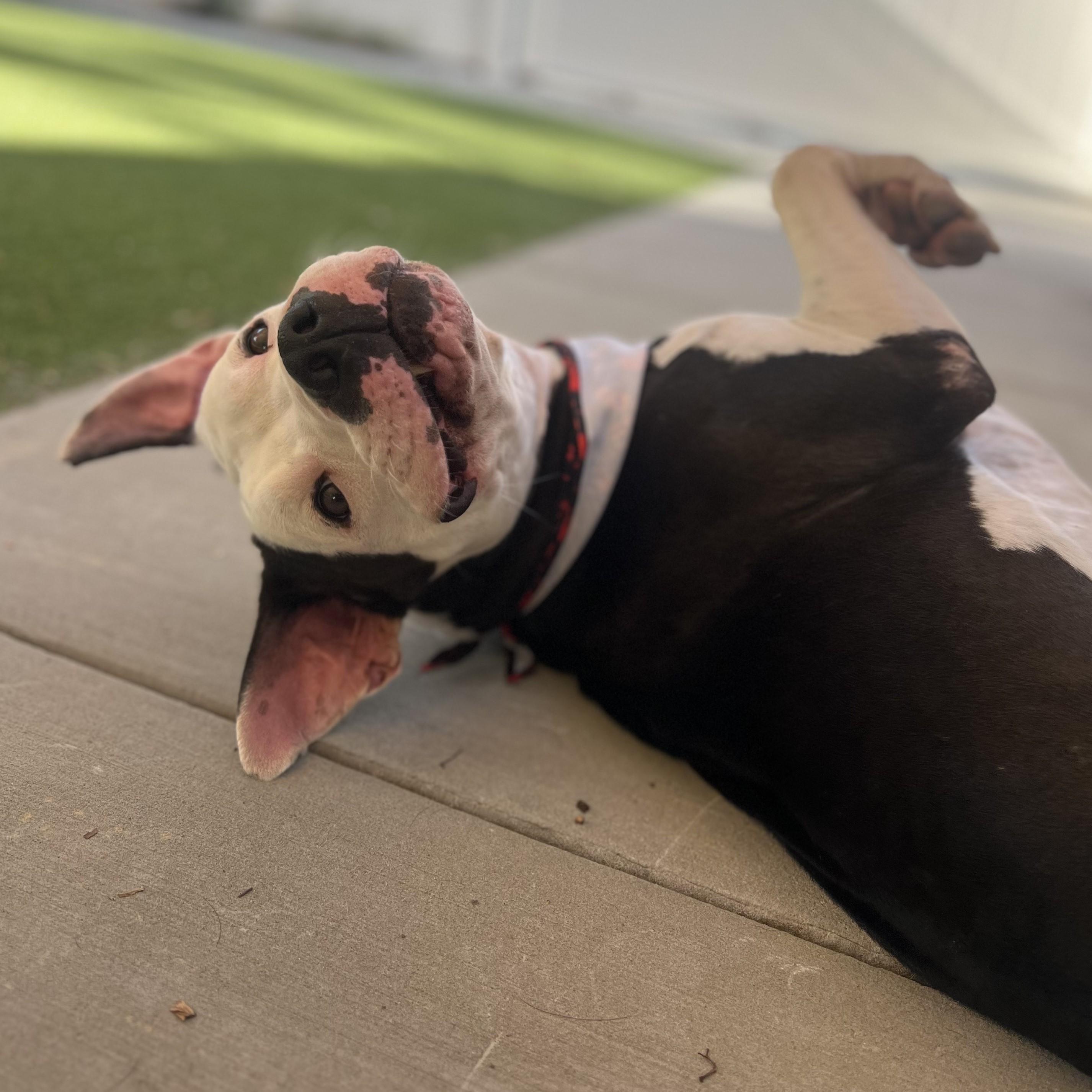 Rascal - A sweet, silly and loving boy, a ADOPTABLE mixed breed in Topanga, CA image 5/6