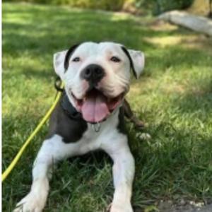 Rascal - A sweet, silly and loving boy, a ADOPTABLE mixed breed in Topanga, CA image 3/6