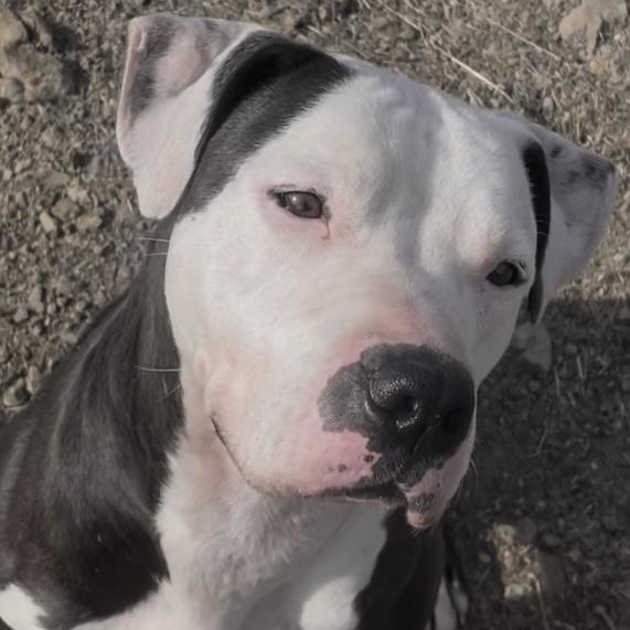Rascal - A sweet, silly and loving boy, ADOPTABLE, Adult Male Pit Bull Terrier.