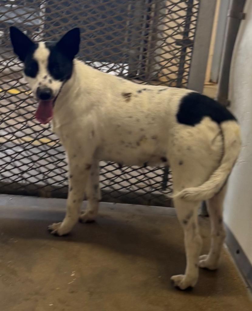 Enlarge Hera, a Adoptable mixed breed in Belton, TX image 1/1