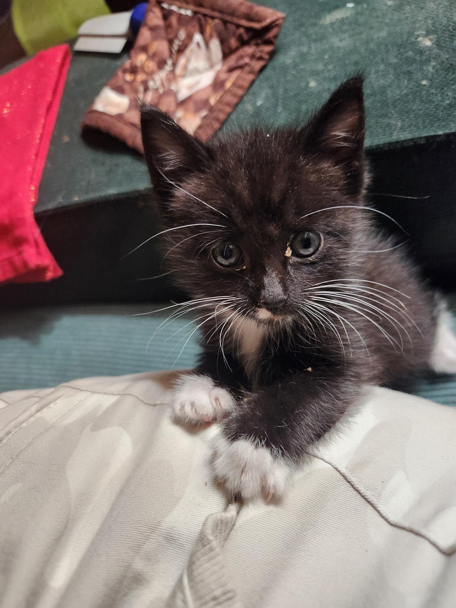 Enlarge Tommy, a Adoptable Domestic Short Hair in Turnersville, NJ image 2/4