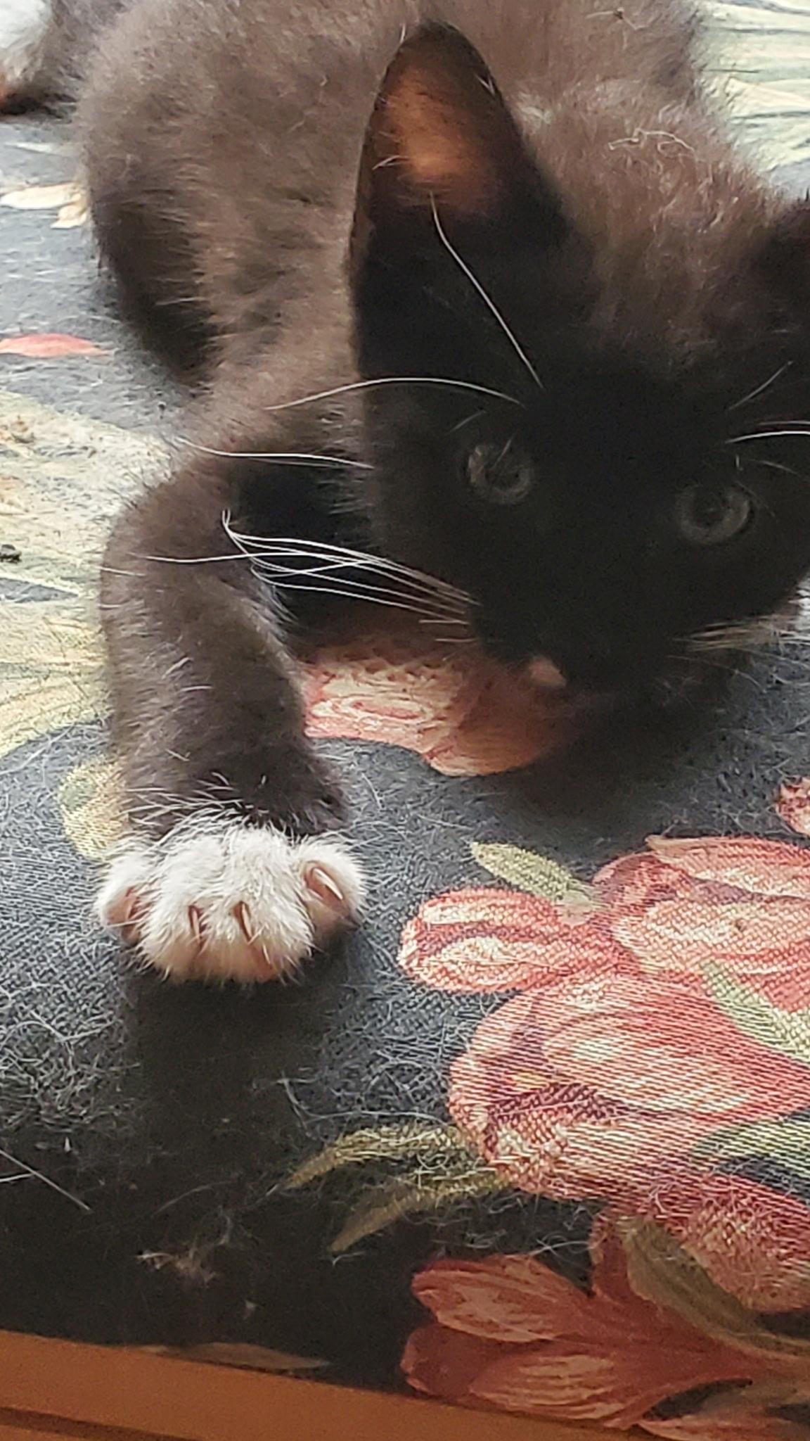Enlarge Tommy, a Adoptable Domestic Short Hair in Turnersville, NJ image 3/4