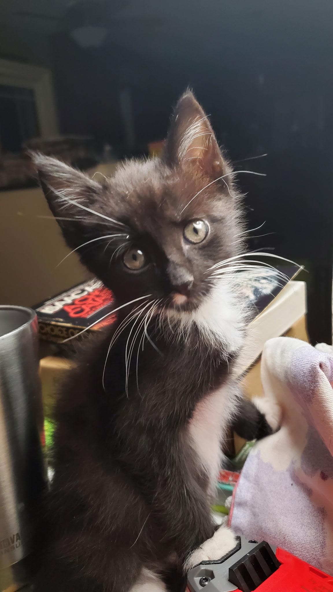 Tommy, Adoptable, Kitten Male Domestic Short Hair.