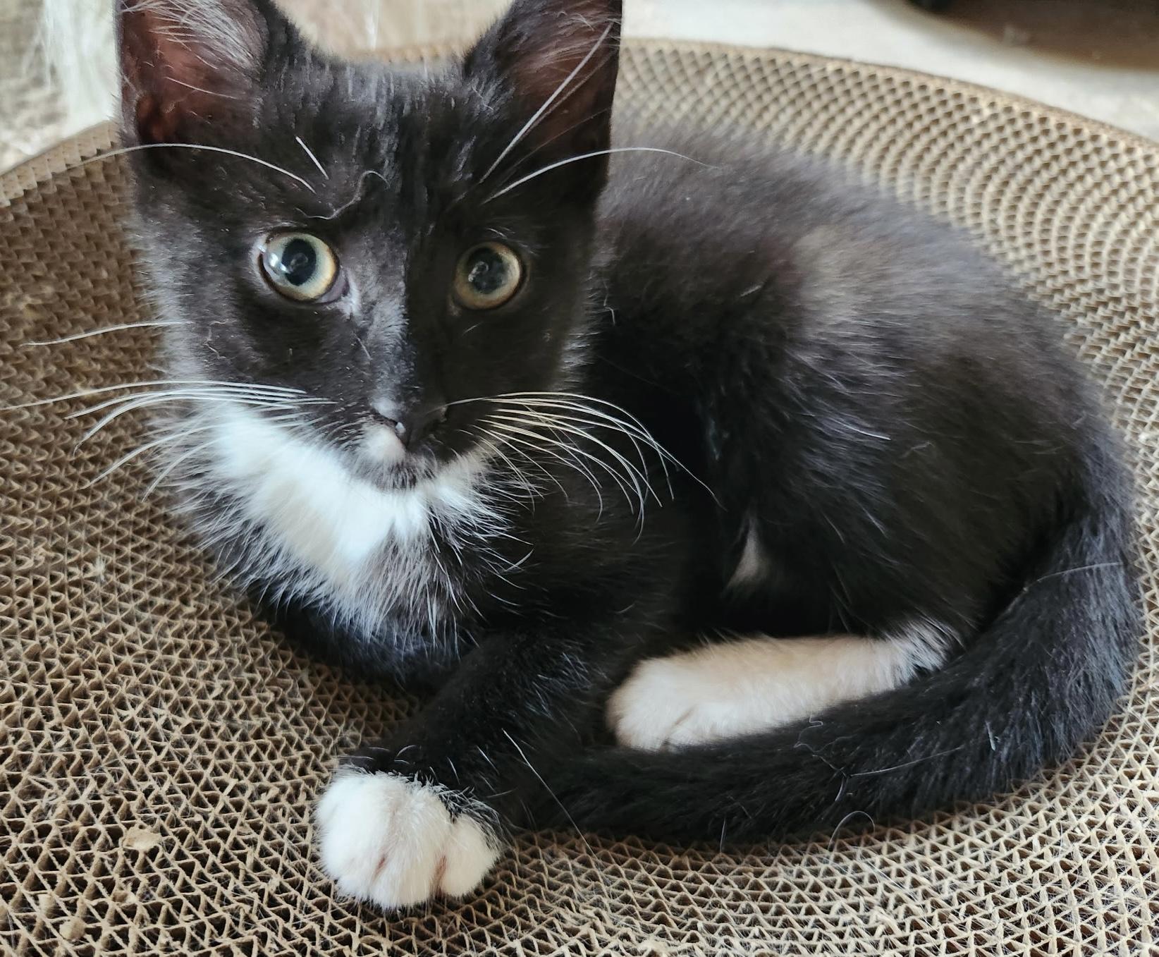 Enlarge Tommy, a Adoptable Domestic Short Hair in Turnersville, NJ image 4/4