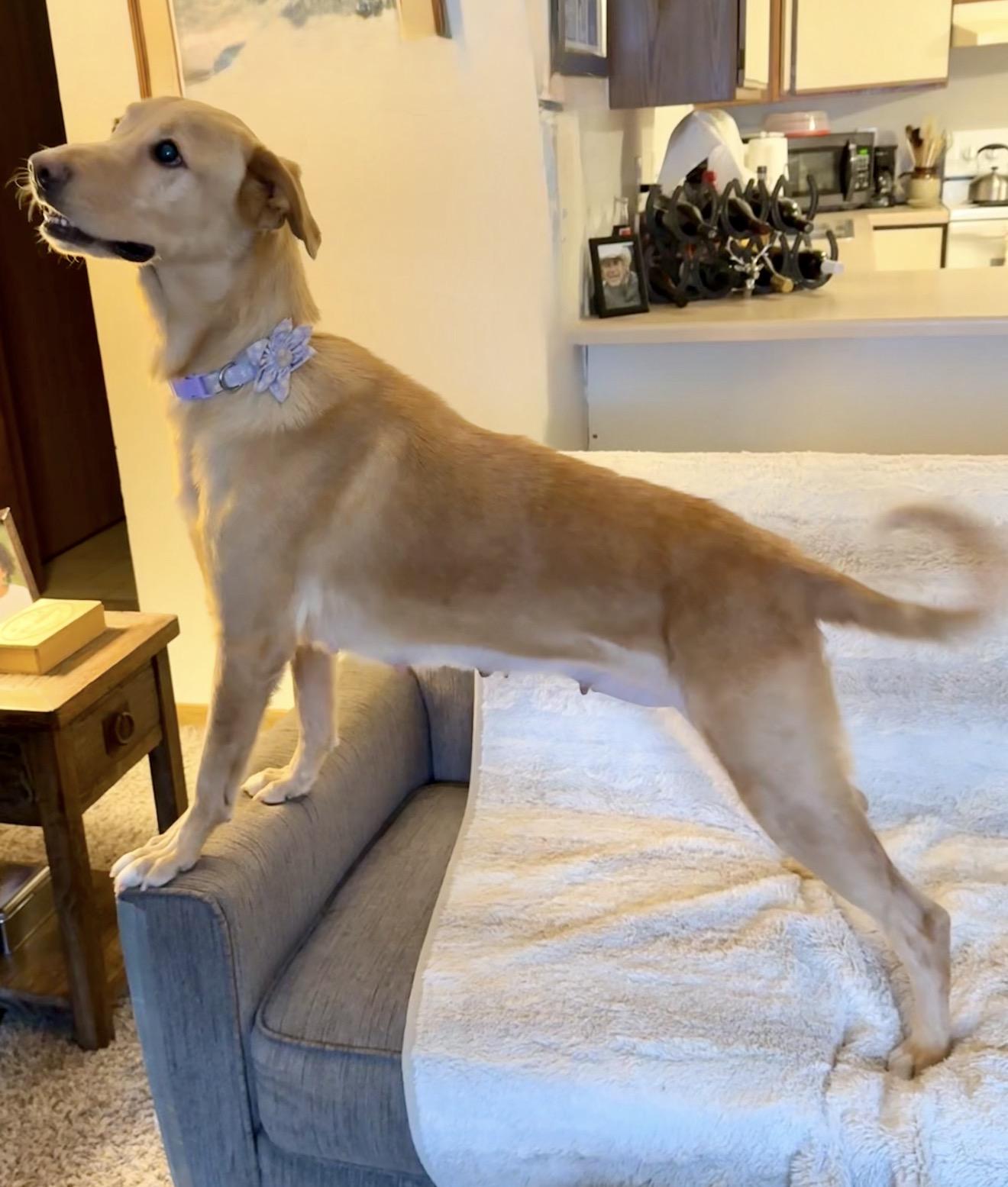 Enlarge Dory, a ADOPTABLE mixed breed in Hales corners, WI image 2/3