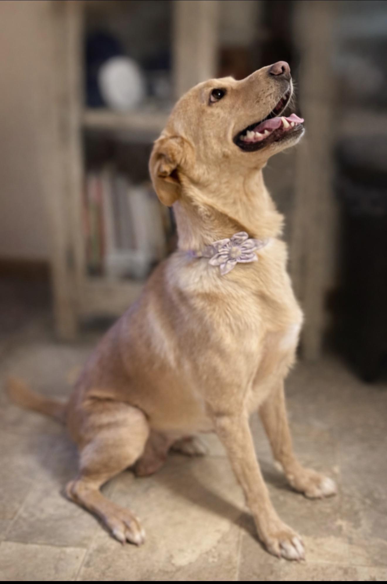 Enlarge Dory, a ADOPTABLE mixed breed in Hales corners, WI image 3/3