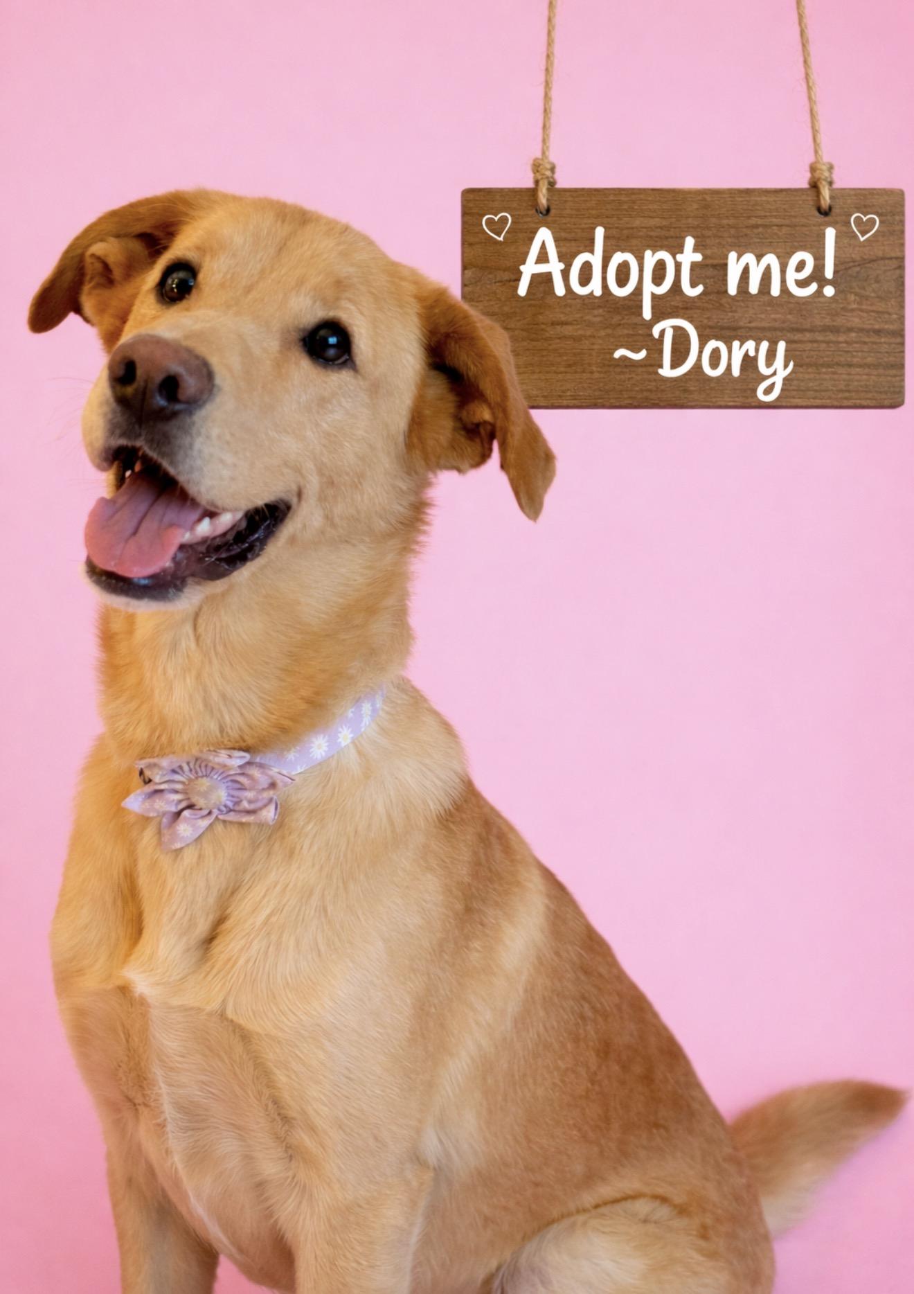 Dory, ADOPTABLE, Adult Female Golden Retriever & Yellow Labrador Retriever.