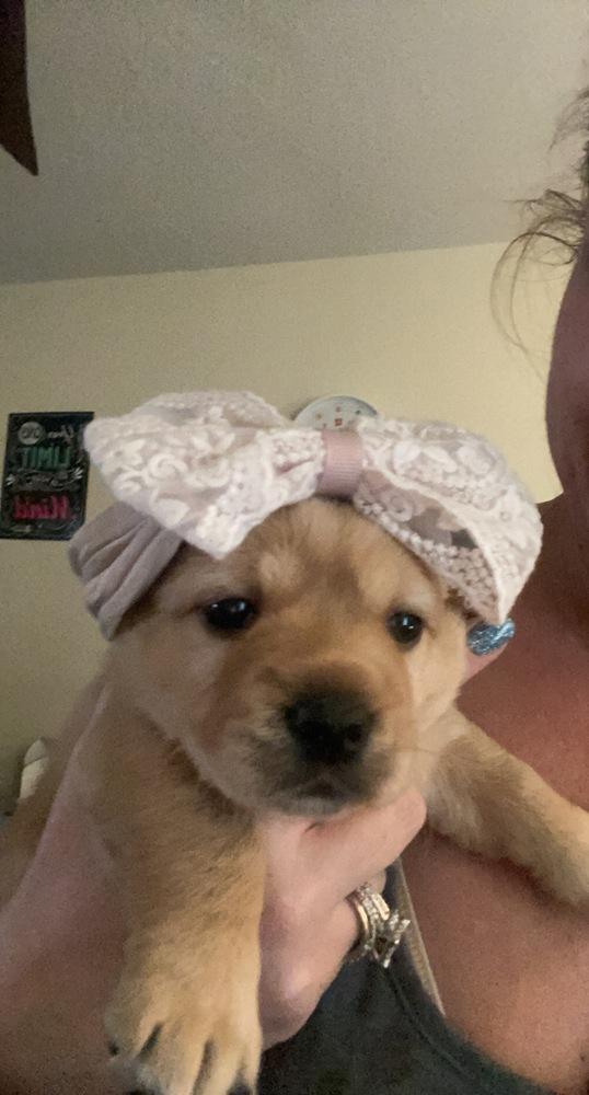 Enlarge Cookie, a Adopted mixed breed in Sealy, TX image 1/2