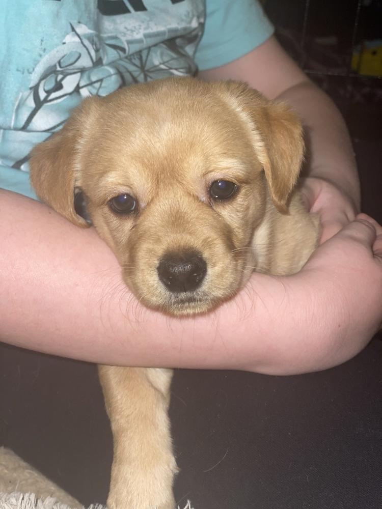 Enlarge Cookie, a Adopted mixed breed in Sealy, TX image 2/2