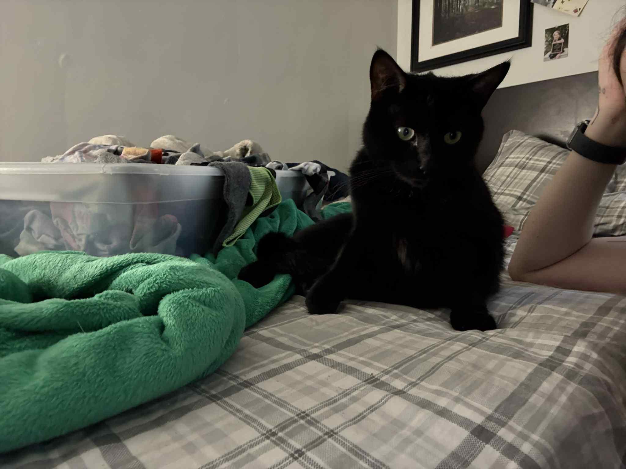 Stardust (m) 3yrs old black