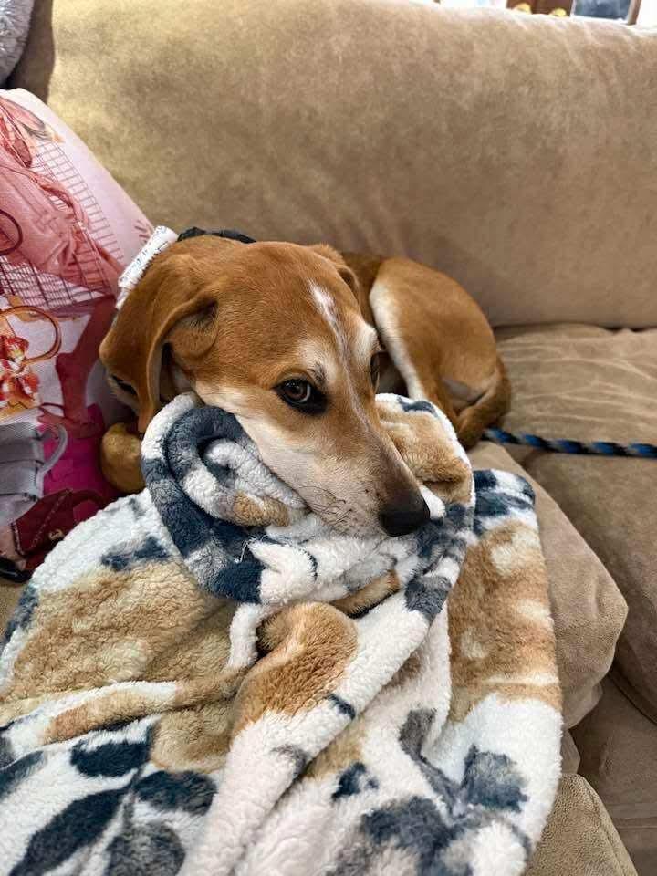 Enlarge Jennings, a Adoptable mixed breed in Westwood, NJ image 6/6