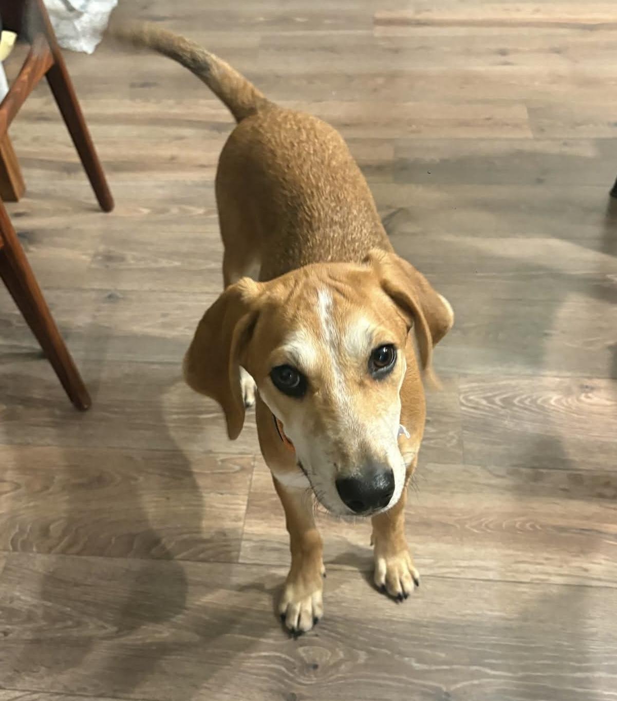 Enlarge Jennings, a Adoptable mixed breed in Westwood, NJ image 2/6