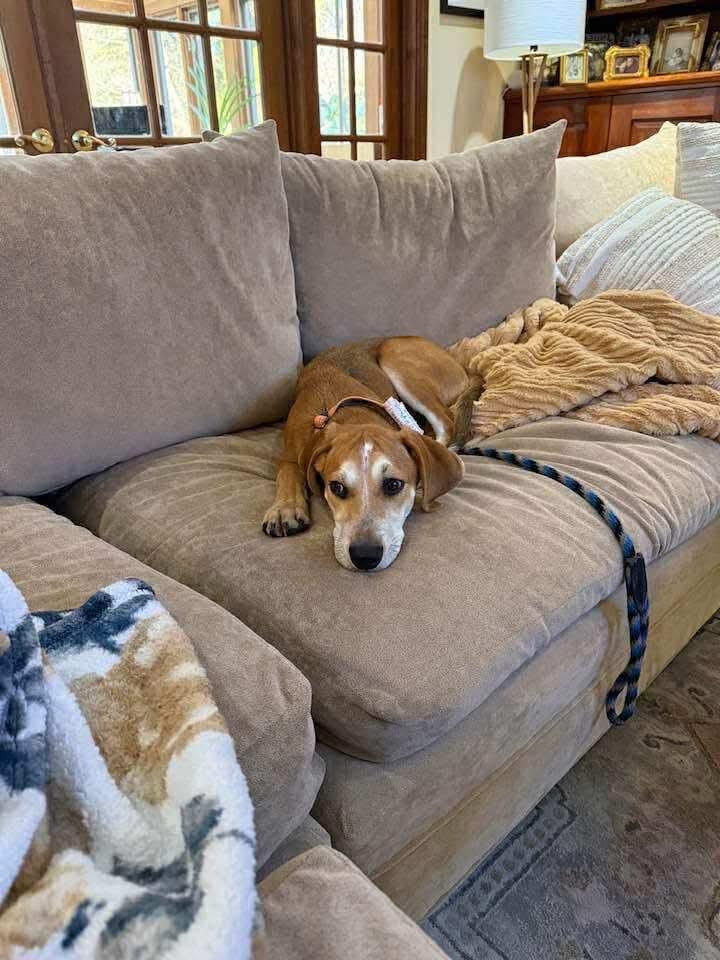 Enlarge Jennings, a Adoptable mixed breed in Westwood, NJ image 5/6