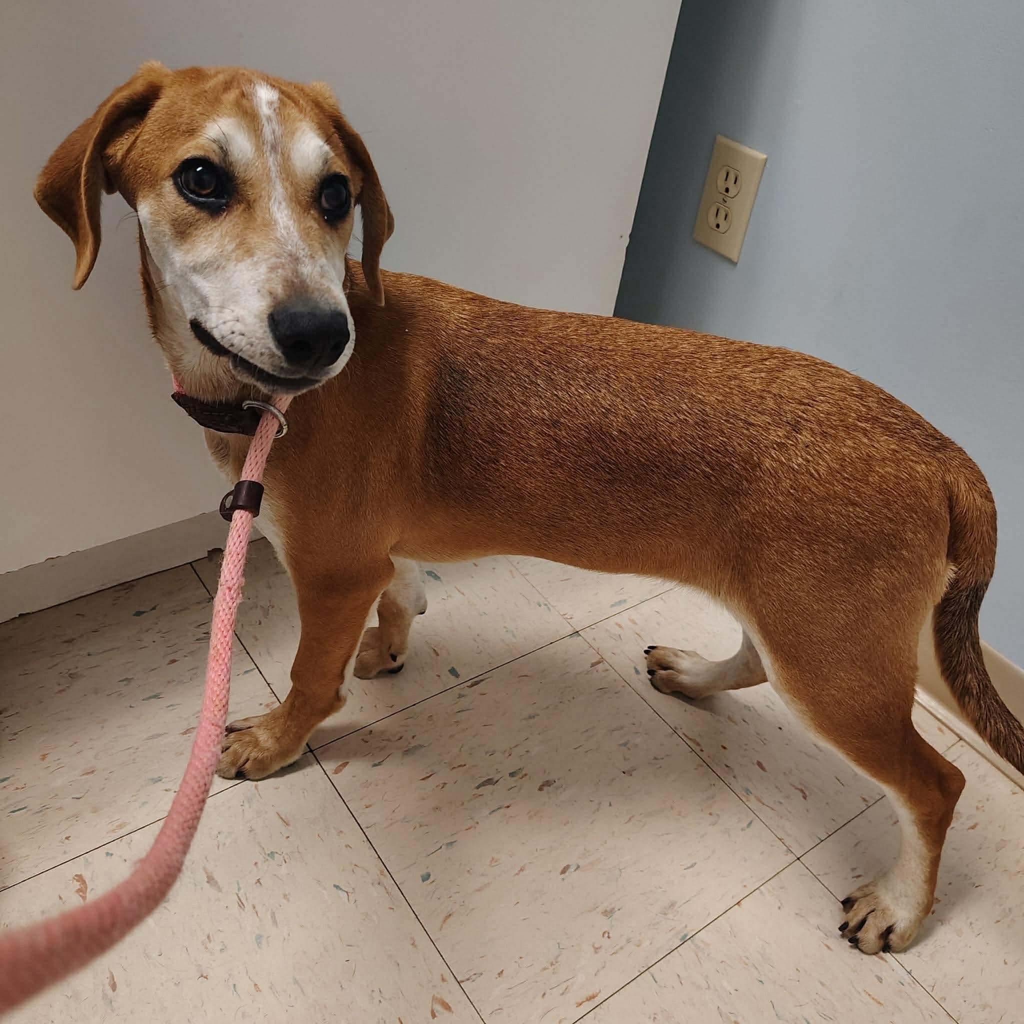 Enlarge Jennings, a Adoptable mixed breed in Westwood, NJ image 3/6