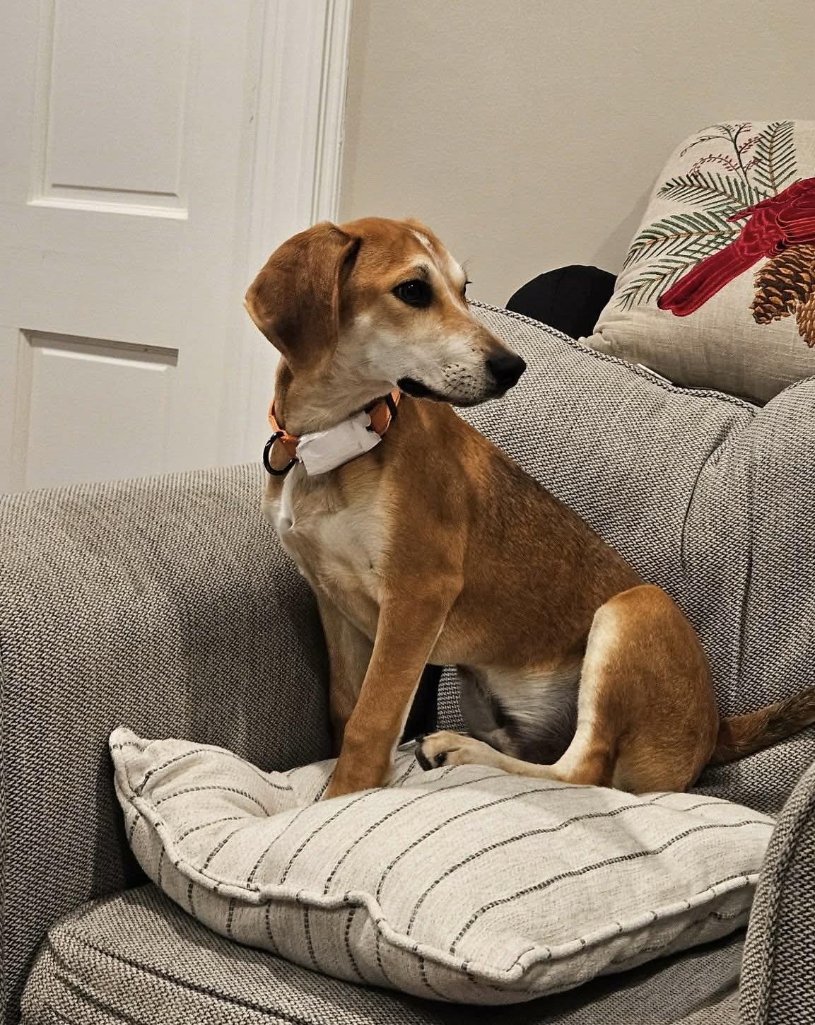 Enlarge Jennings, a Adoptable mixed breed in Westwood, NJ image 1/6